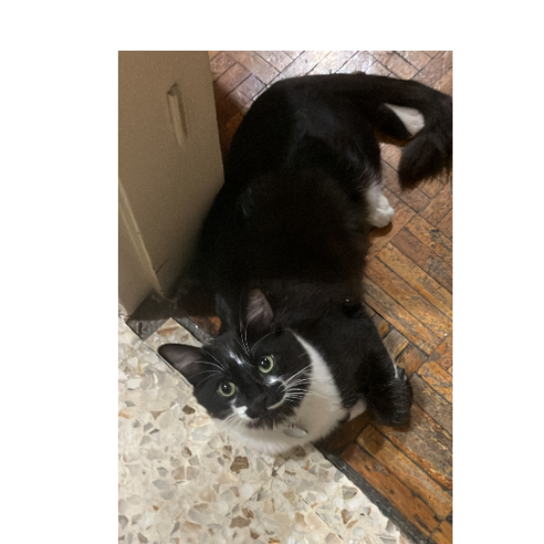 cartel de gato perdido