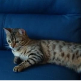 cartel de gato perdido