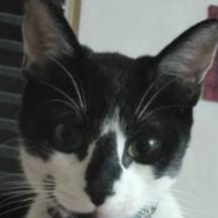 cartel de gato perdido