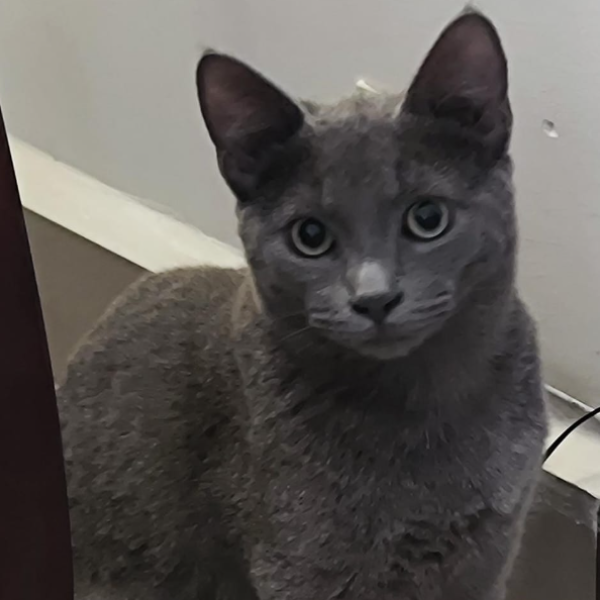 cartel de gato perdido