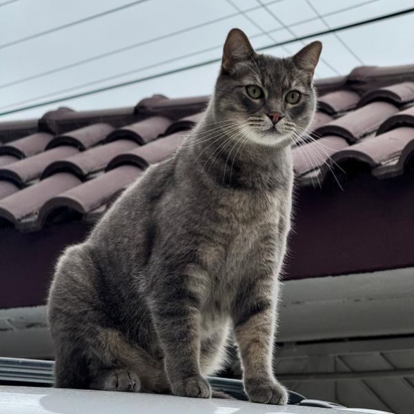 cartel de gato perdido