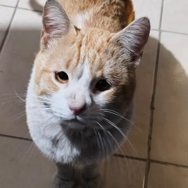 cartel de gato perdido