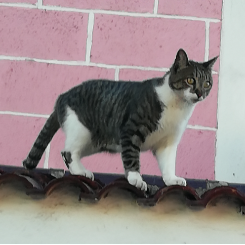 cartel de gato perdido