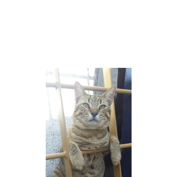 cartel de gato perdido