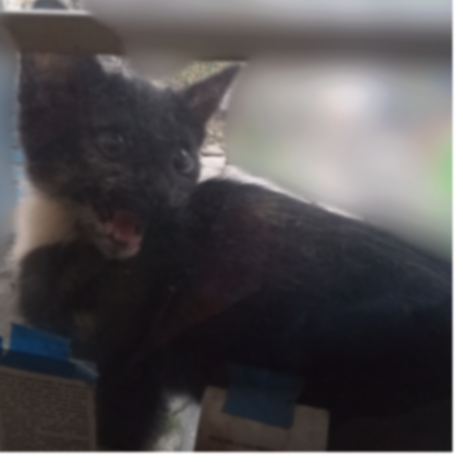 cartel de gato perdido