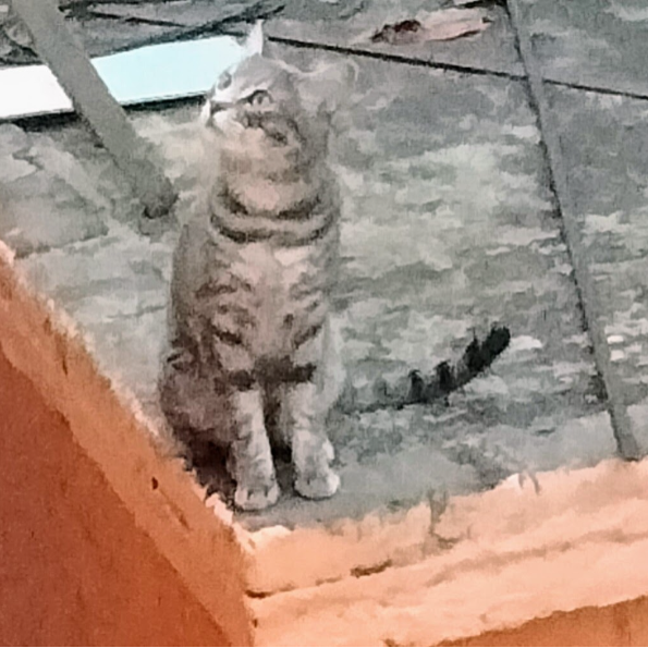 cartel de gato perdido