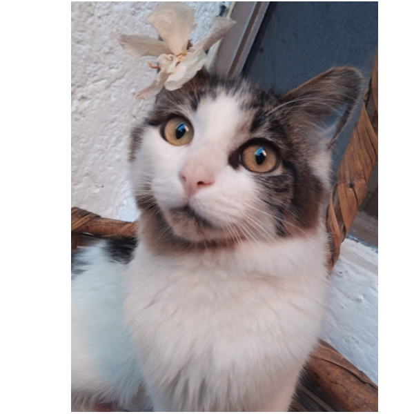 cartel de gato perdido