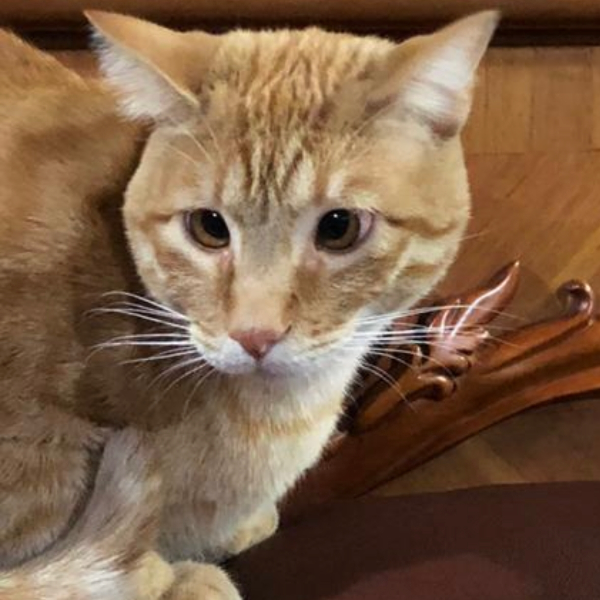 cartel de gato perdido