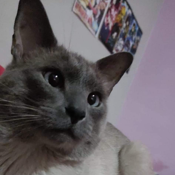 cartel de gato perdido