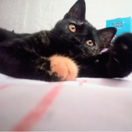 cartel de gato perdido