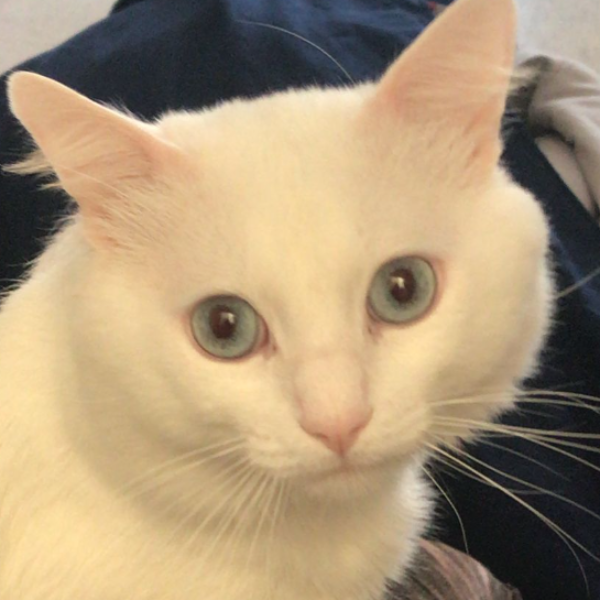 cartel de gato perdido