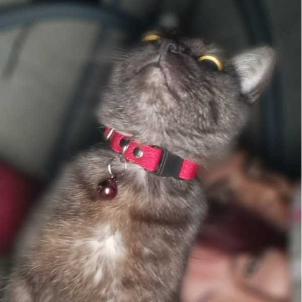 cartel de gato perdido