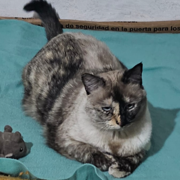 cartel de gato perdido