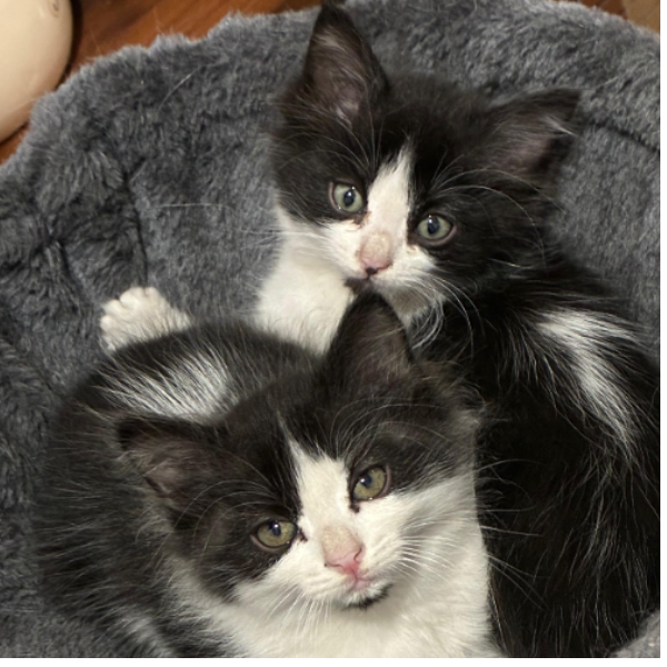 cartel de gato perdido