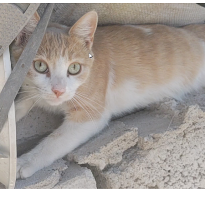 cartel de gato perdido