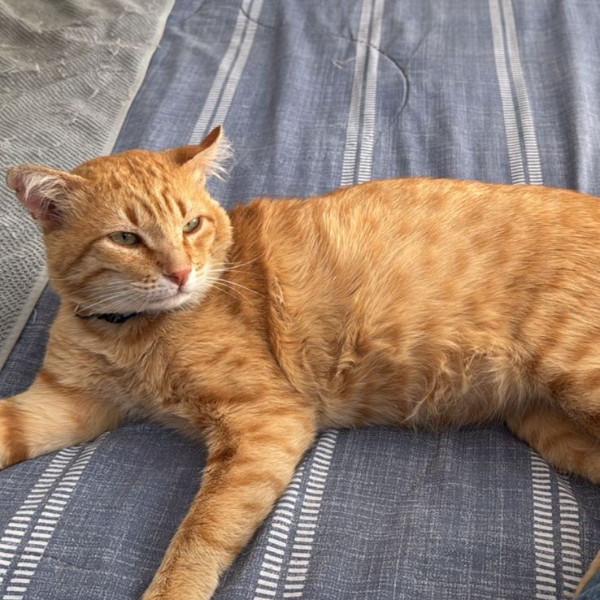 cartel de gato perdido