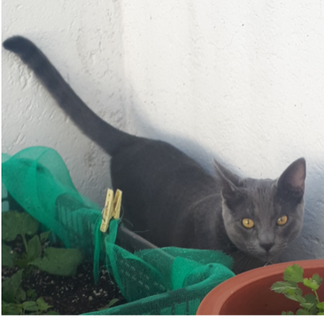 cartel de gato perdido