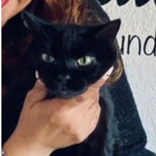 cartel de gato perdido