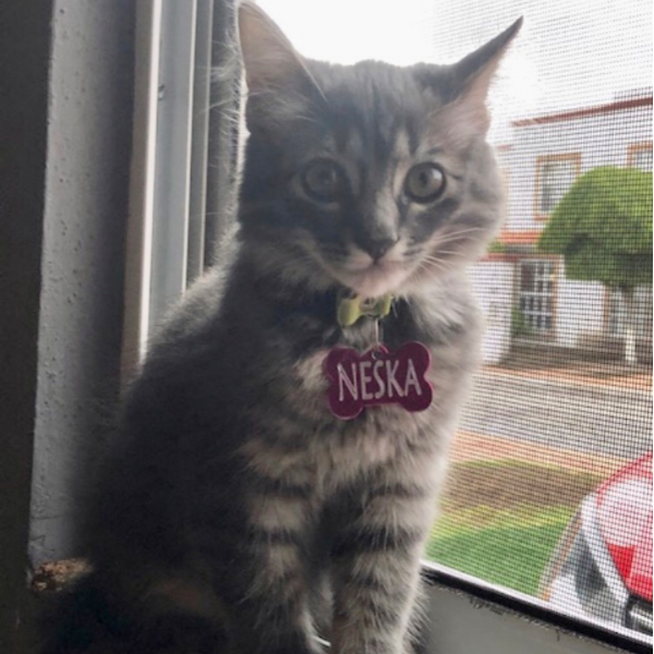 cartel de gato perdido