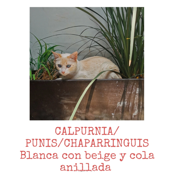 cartel de gato perdido