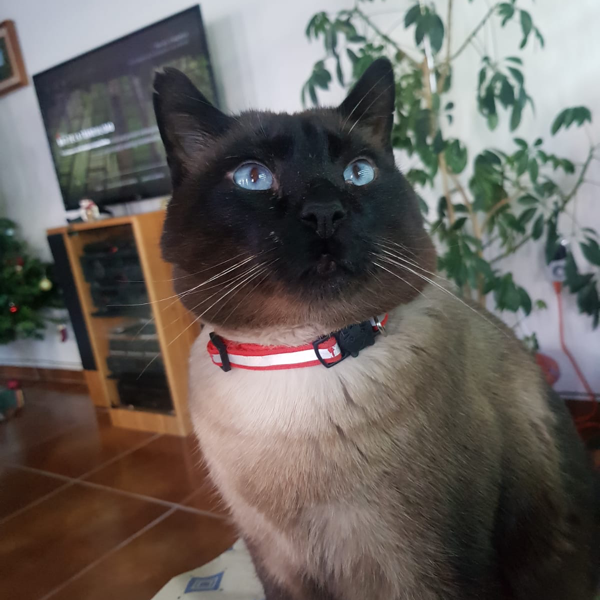 cartel de gato perdido