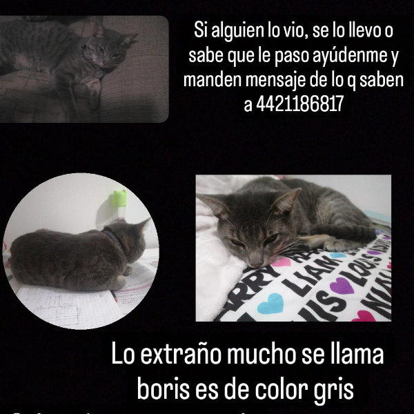 cartel de gato perdido
