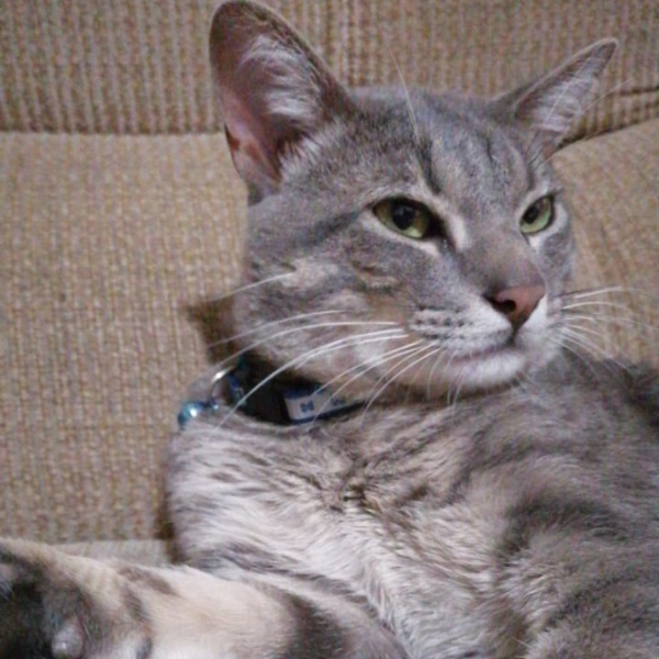 cartel de gato perdido