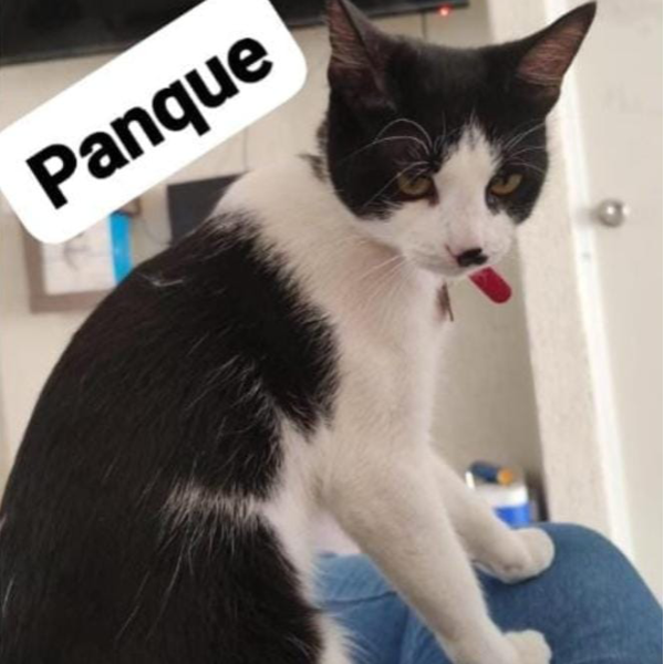 cartel de gato perdido