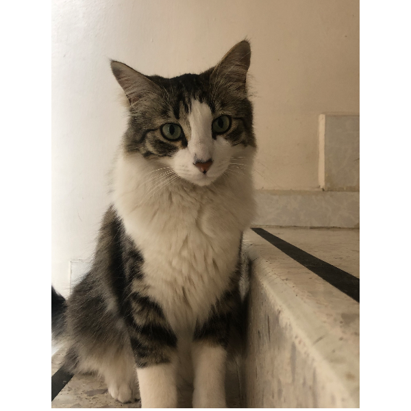 cartel de gato perdido