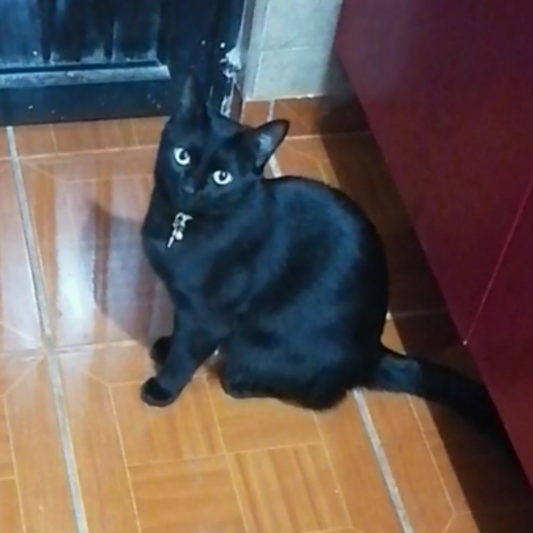 cartel de gato perdido