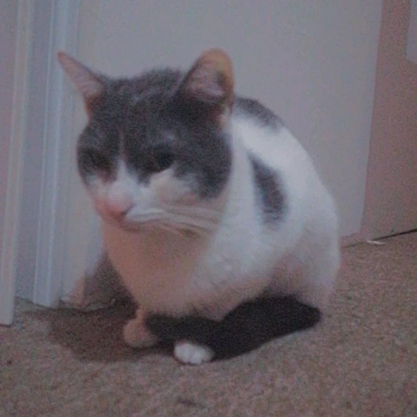 cartel de gato perdido