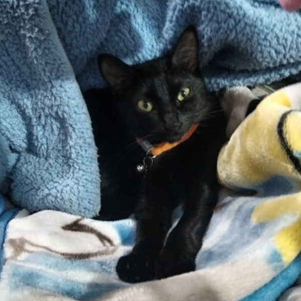 cartel de gato perdido