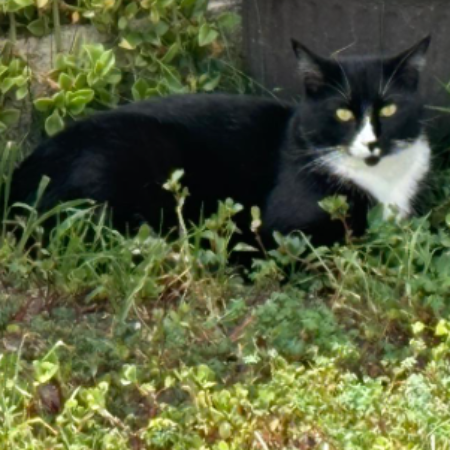 cartel de gato perdido