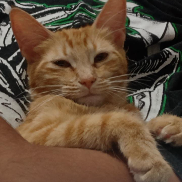 cartel de gato perdido