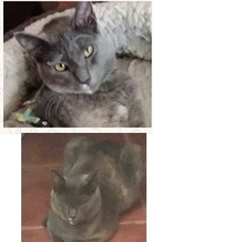 cartel de gato perdido