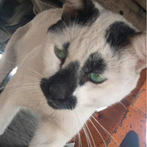 cartel de gato perdido