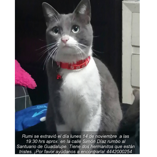 cartel de gato perdido