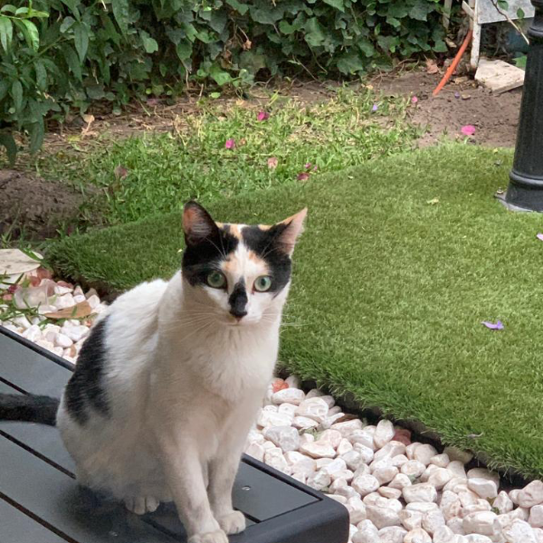 cartel de gato perdido