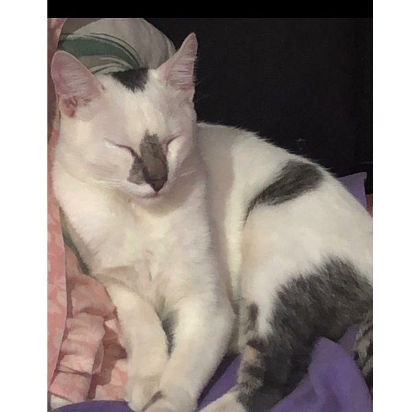 cartel de gato perdido