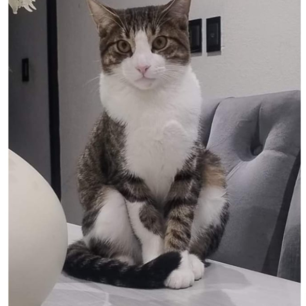 cartel de gato perdido