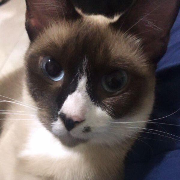 cartel de gato perdido