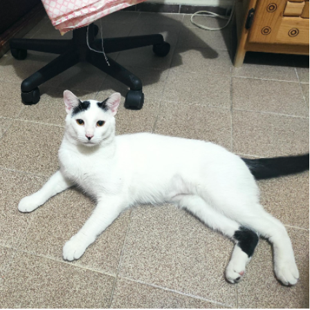 cartel de gato perdido