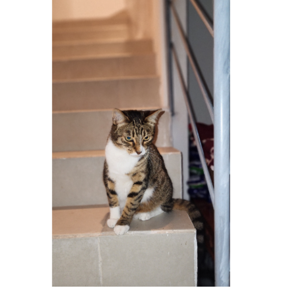 cartel de gato perdido