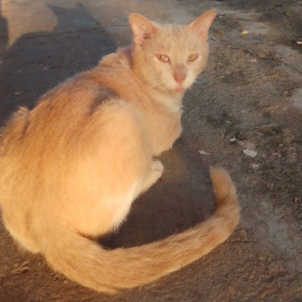 cartel de gato perdido