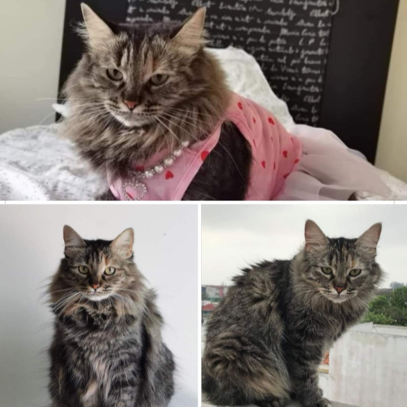 cartel de gato perdido