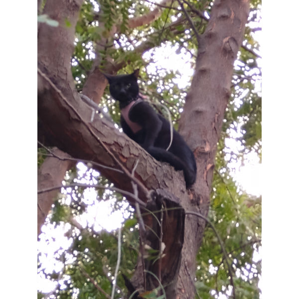 cartel de gato perdido
