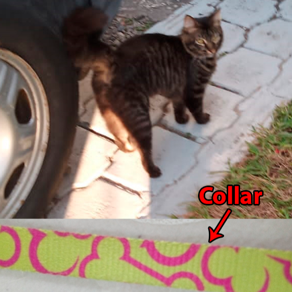 cartel de gato perdido