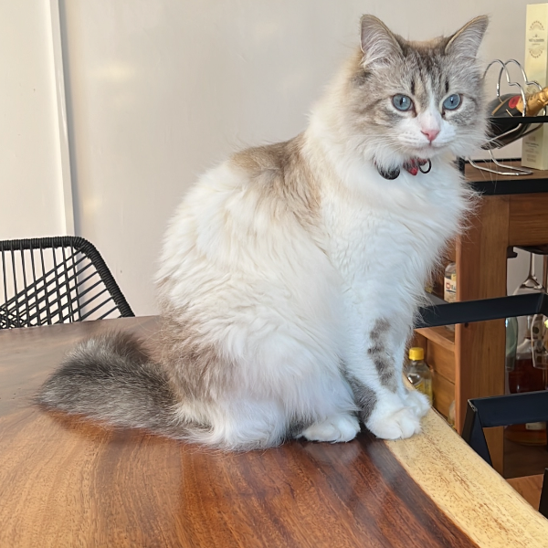 cartel de gato perdido