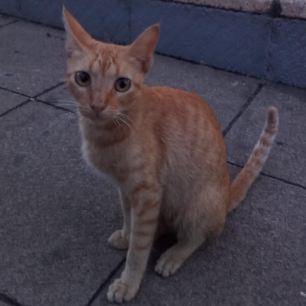 cartel de gato perdido