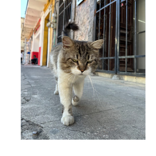 cartel de gato perdido